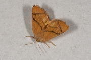 Slakrups / Festoon (Apoda limacodes)