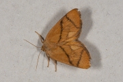 Slakrups / Festoon (Apoda limacodes)