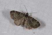 Sleedoorndwergspanner / Sloe Pug (Pasiphila chloerata)