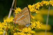 Sleedoornpage / Brown Hairstreak (Thecla betulae)