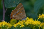 Sleedoornpage / Brown Hairstreak (Thecla betulae)