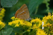 Sleedoornpage / Brown Hairstreak (Thecla betulae)