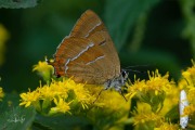 Sleedoornpage / Brown Hairstreak (Thecla betulae)