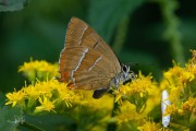 Sleedoornpage / Brown Hairstreak (Thecla betulae)