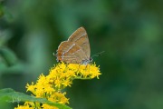 Sleedoornpage / Brown Hairstreak (Thecla betulae)