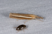 Smalle witlijngrasmot (Agriphila selasella), micro