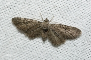 Smalvleugeldwergspanner / Narrow-winged Pug (Eupithecia nanata)