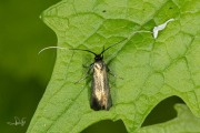 Smaragdlangsprietmot / Green Longhorn (Adela reaumurella), micro