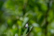 Smaragdlangsprietmot / Green Longhorn (Adela reaumurella), micro