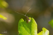 Smaragdlangsprietmot / Green Longhorn (Adela reaumurella), micro