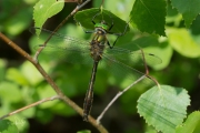 Smaragdlibel / Downy Emerald (Cordulia aenea)