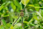 Smaragdlibel / Downy Emerald (Cordulia aenea)