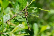 Smaragdlibel / Downy Emerald (Cordulia aenea)