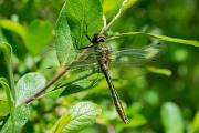 Smaragdlibel / Downy Emerald (Cordulia aenea)