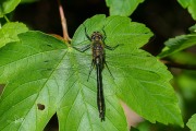 Smaragdlibel / Downy Emerald (Cordulia aenea)