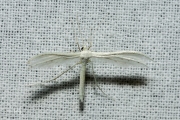 Sneeuwwitte vedermot / White Plume Moth (Pterophorus pentadactyla), micro