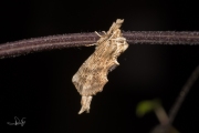 Snuitvlinder / Pale Prominent (Pterostoma palpina)