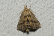 Snuitvlinder / Pale Prominent (Pterostoma palpina)