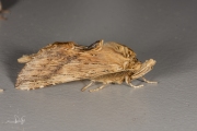 Snuitvlinder / Pale Prominent  (Pterostoma palpina)
