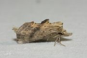 Snuitvlinder / Pale Prominent (Pterostoma palpina)