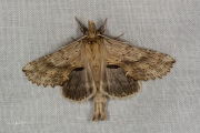 Snuitvlinder / Pale Prominent (Pterostoma palpina)