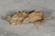 Snuitvlinder / Pale Prominent (Pterostoma palpina)