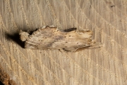 Snuitvlinder / Pale Prominent (Pterostoma palpina)