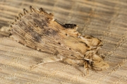 Snuitvlinder / Pale Prominent (Pterostoma palpina)