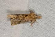 Snuitvlinder / Pale Prominent (Pterostoma palpina)