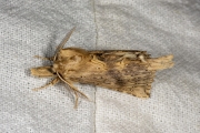 Snuitvlinder / Pale Prominent (Pterostoma palpina)