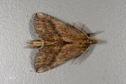 Snuitvlinder / Pale Prominent  (Pterostoma palpina)