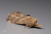 Snuitvlinder / Pale Prominent (Pterostoma palpina)