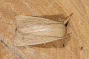 Spitsvleugelgrasuil / Southern Wainscot (Mythimna straminea)