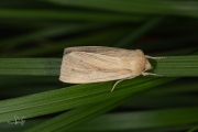 Spitsvleugelgrasuil / Southern Wainscot (Mythimna straminea)