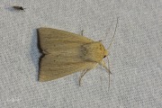 Spitsvleugelgrasuil / Southern Wainscot (Mythimna straminea)