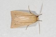 Spitsvleugelgrasuil / Southern Wainscot (Mythimna straminea)