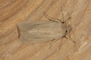 Spitsvleugelgrasuil / Southern Wainscot (Mythimna straminea)