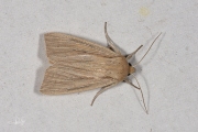 Spitsvleugelgrasuil / Southern Wainscot (Mythimna straminea)