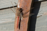 Steenrode heidelibel / Moustached Darter (Sympetrum vulgatum)