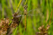 Steenrode heidelibel / Moustached Darter (Sympetrum vulgatum)