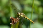 Steenrode heidelibel / Moustached Darter (Sympetrum vulgatum)