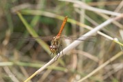 20190802-Steenrode-heidelibel