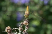 20190808-Steenrode-heidelibel