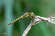 Steenrode heidelibel / Moustached Darter (Sympetrum vulgatum)