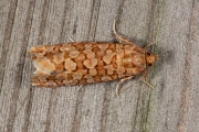 Stipjesbladroller (Lozotaeniodes formosana), micro