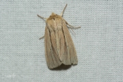 Stompvleugelgrasuil / Smokey Wainscot (Mythimna impura)