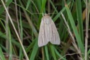 Stompvleugelgrasuil / Smokey Wainscot (Mythimna impura)