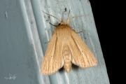 Stompvleugelgrasuil / Smokey Wainscot (Mythimna impura)