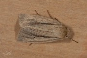 Stompvleugelgrasuil / Smokey Wainscot (Mythimna impura)