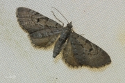 Streepjesdwergspanner / Freyer's Pug (Eupithecia intricata)